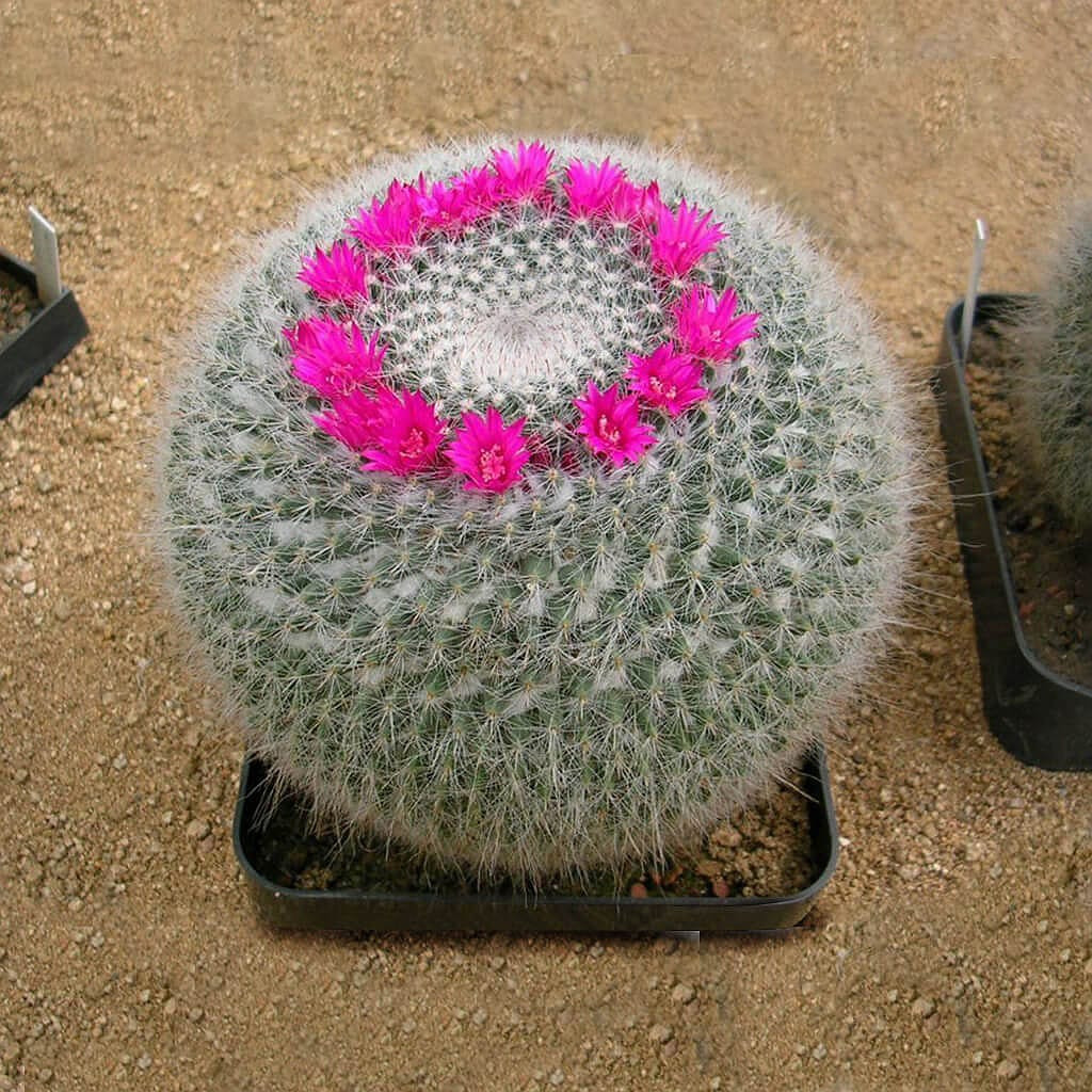 Buy Cactus Plant from Ezonefly